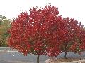 Autumn Blaze Flowering Pear / Pyrus calleryana 